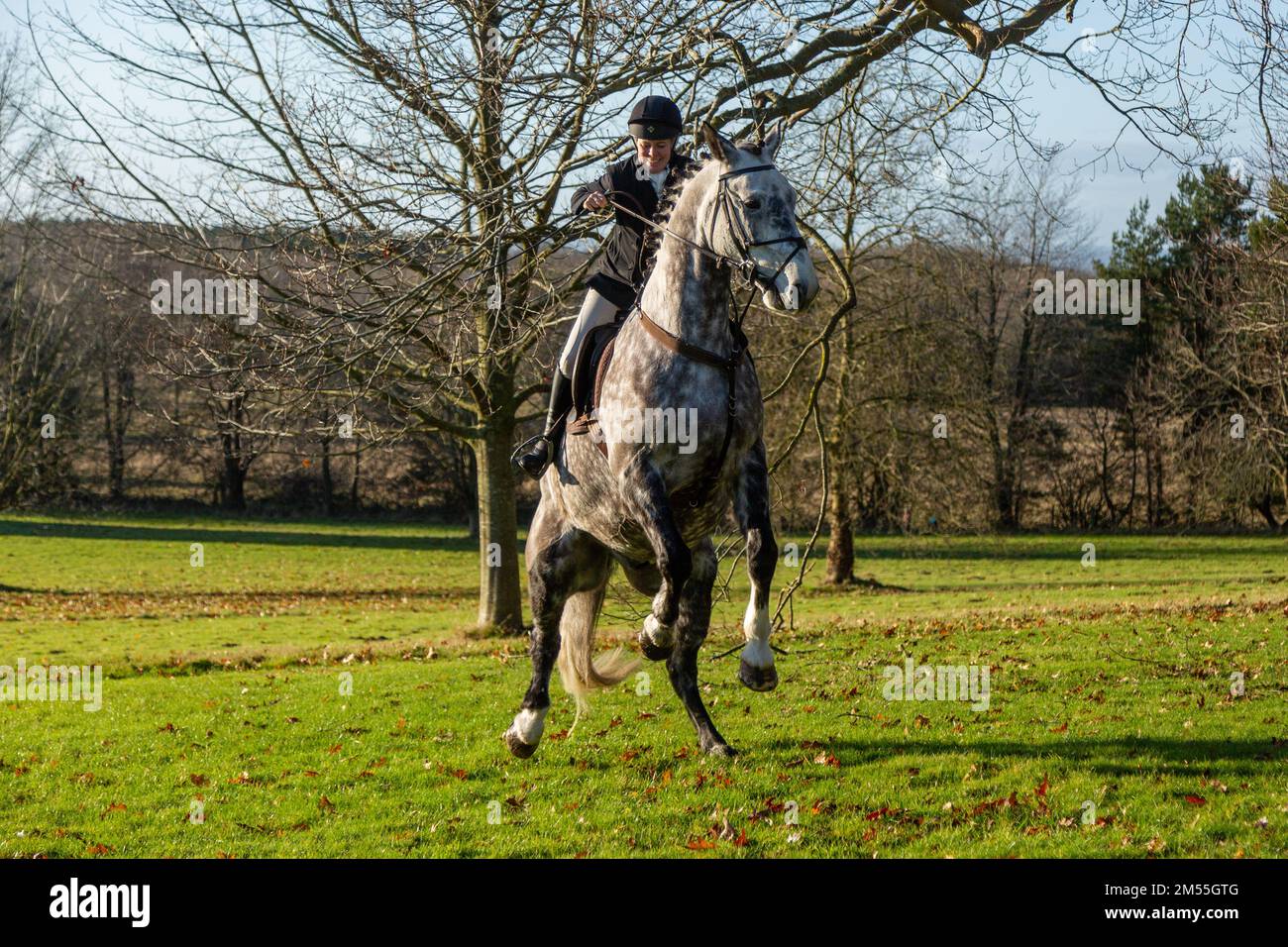 Hagley, Worcestershire, Regno Unito. 26th Dec, 2022. Un emozionante cavallo salta alla Albrighton e Woodland Hunt mentre si incontrano per la tradizionale caccia del giorno di Santo Stefano alla Hagley Hall. Worcestershire, in una giornata luminosa e soleggiata. Credit: Peter Lopeman/Alamy Live News Foto Stock