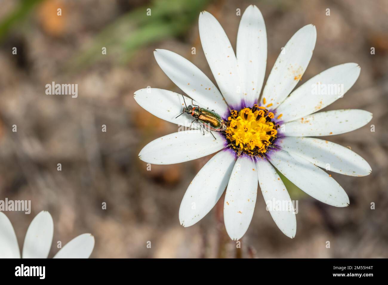 Coleottero di fiori dalle ali morbide (genere hedybius) su un fiore daisy africano (Osteospermum), Città del Capo, Sudafrica Foto Stock