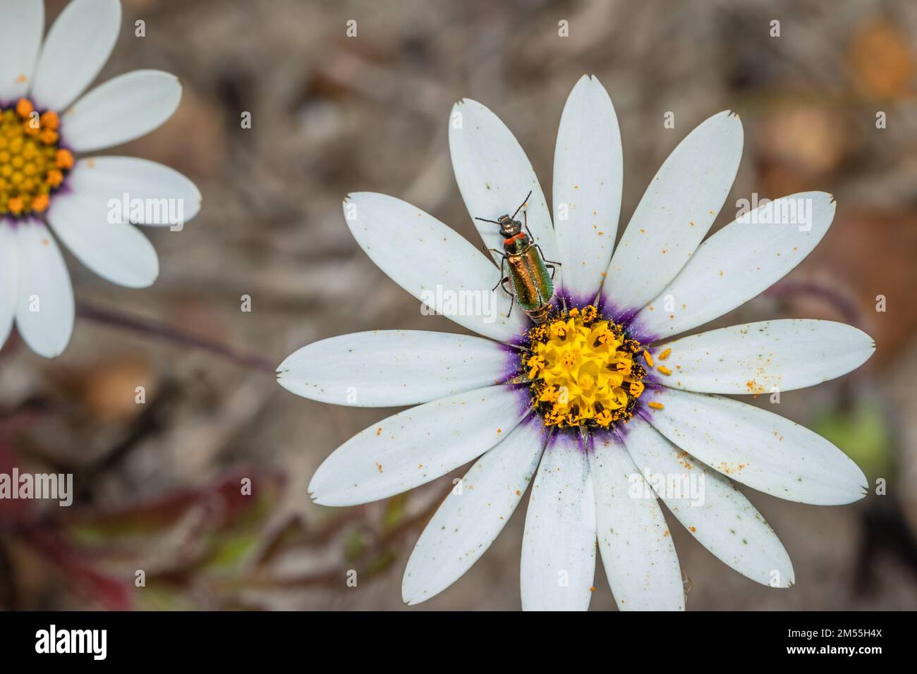 Coleottero di fiori dalle ali morbide (genere hedybius) su un fiore daisy africano (Osteospermum), Città del Capo, Sudafrica Foto Stock