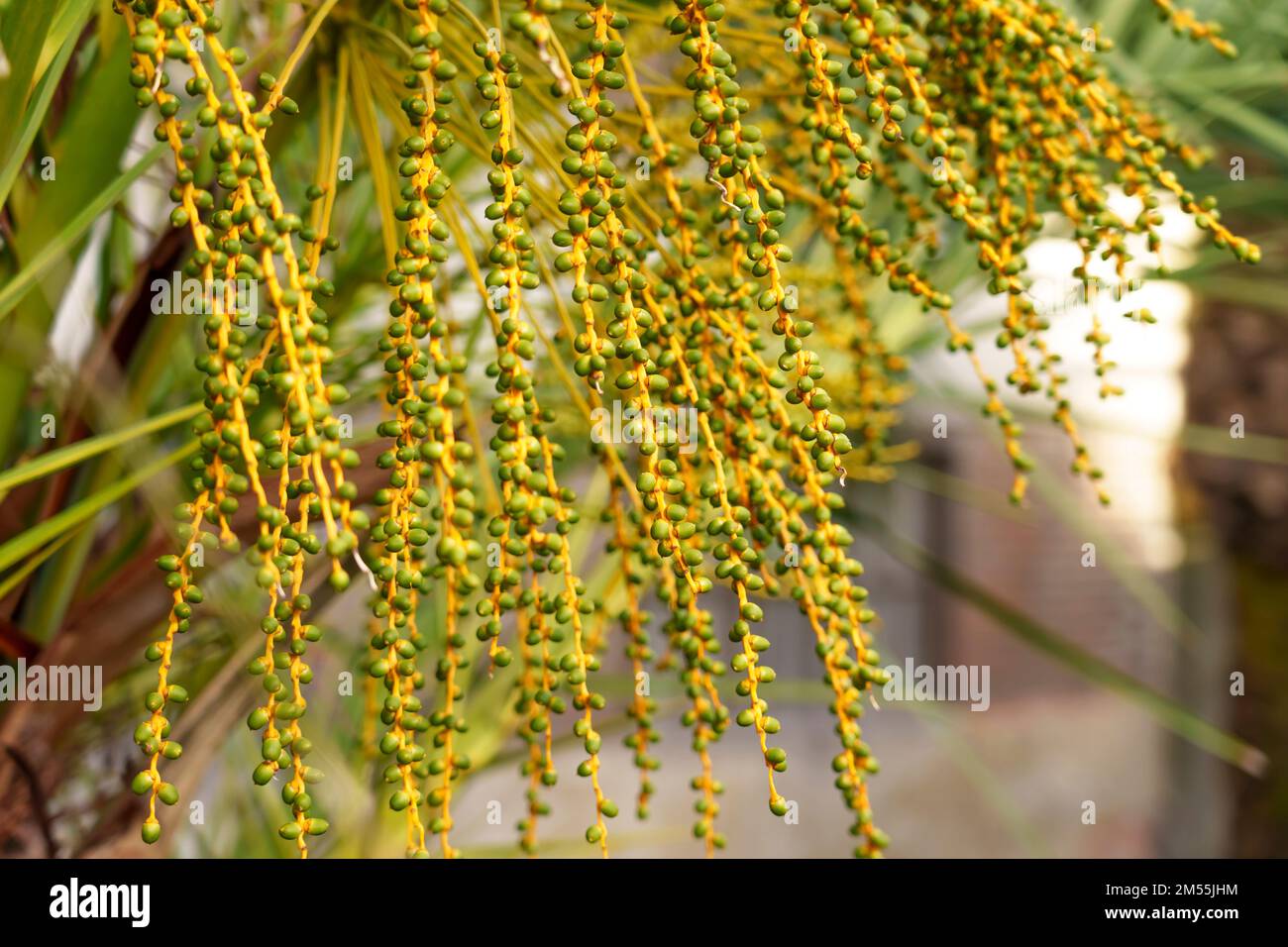 Piccoli datteri verdi di una palma in un giardino tropicale arabo ornamentale da vicino. Phoenix canariensis Foto Stock