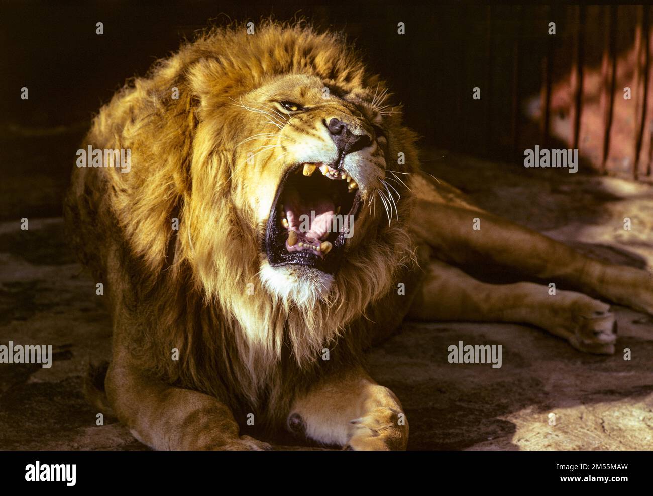 Etiopia, 1970s, ritratto di leone ruggente, Africa orientale, Foto Stock