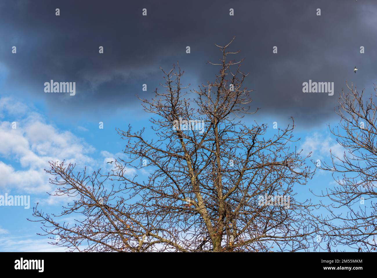 Primo piano di un albero nudo contro un cielo blu con nuvole in inverno. Parco del Buen Retiro (Parque del Buen Retiro), Madrid, Spagna Europa. Foto Stock