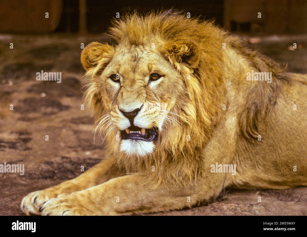 Etiopia, 1970s, ritratto del leone, Africa orientale, Foto Stock