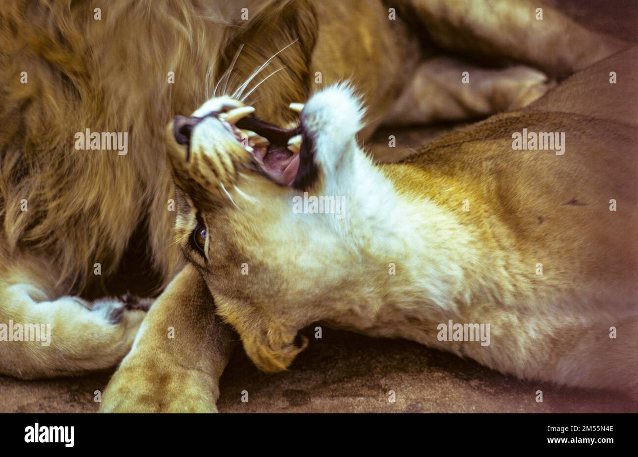 Etiopia, 1970s, Ritratto ruggente di leoness, Africa orientale, Foto Stock