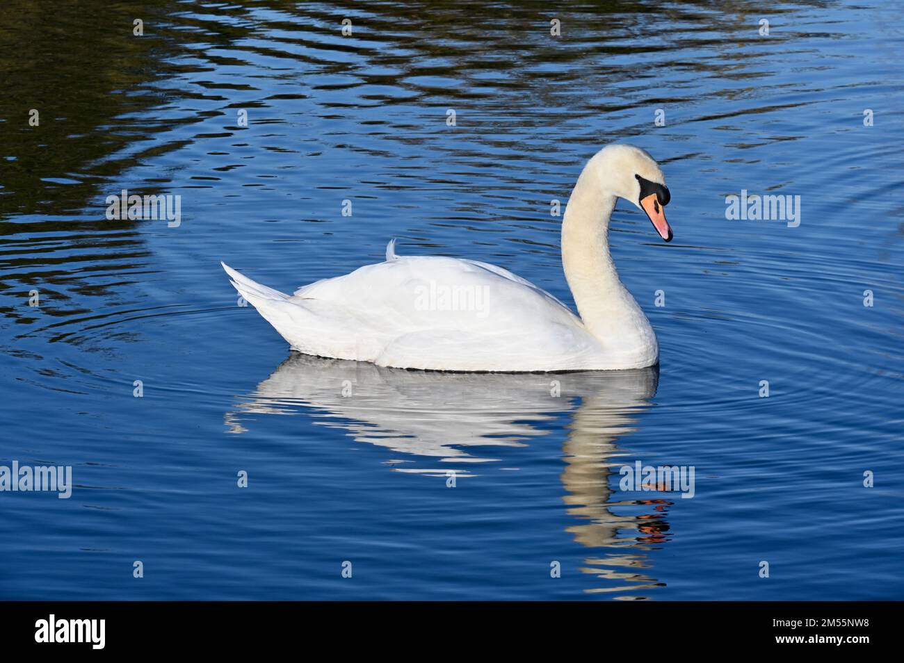 Sidcup, Kent. 26th Dec 2022. UK Weather: Muto Swan ( Cygnus olor ), Foots Cray Meadows, Riserva Naturale, Sidcup, Kent. UK Credit: michael melia/Alamy Live News Foto Stock