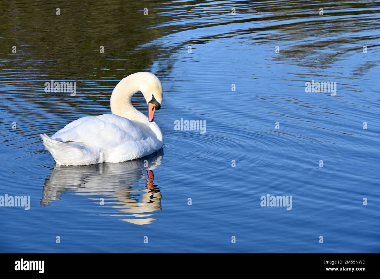 Sidcup, Kent. 26th Dec 2022. UK Weather: Muto Swan ( Cygnus olor ), Foots Cray Meadows, Riserva Naturale, Sidcup, Kent. UK Credit: michael melia/Alamy Live News Foto Stock