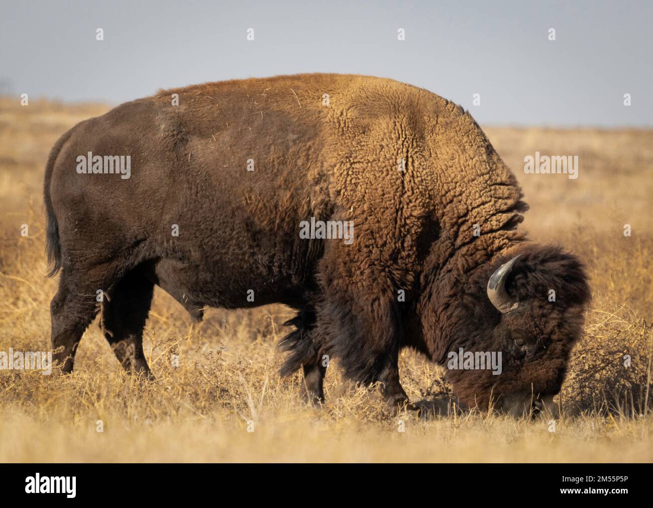 American bison, B. bison, Rocky Mountain Arsenal National Wildlife Refuge, Denver, Colorado, USA Foto Stock