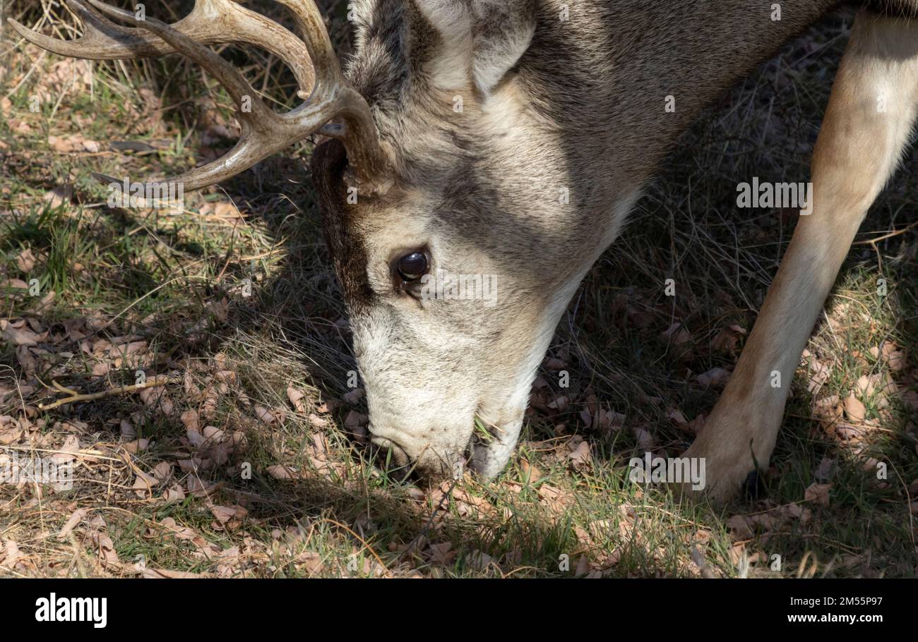 Cervi dalla coda bianca (Odocoileus virginianus), o cervi dalla coda bianca o dalla Virginia, Rocky Mountain Arsenal National Wildlife Refuge, Denver, Colorado, USA Foto Stock