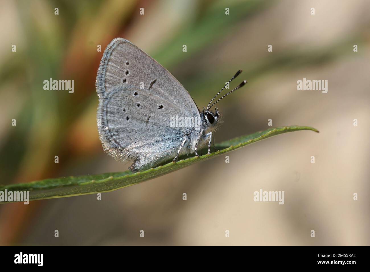 Un primo piano di una piccola farfalla cupido alcetas blu su una foglia Foto Stock