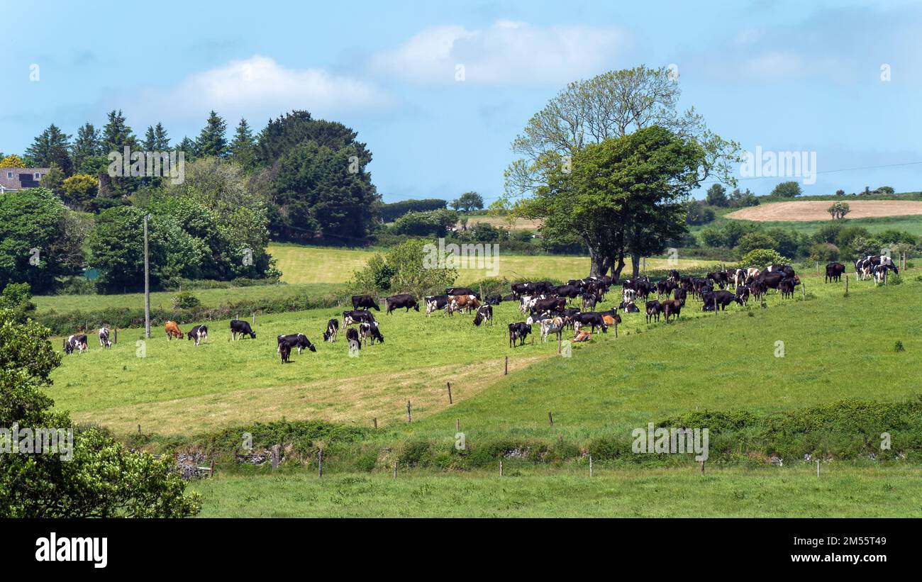 Una mucca su un pascolo recintato in una giornata di sole primaverile. Allevamento di bestiame. Mucche su pascolo libero. Azienda agricola biologica in Irlanda, prato verde. Foto Stock