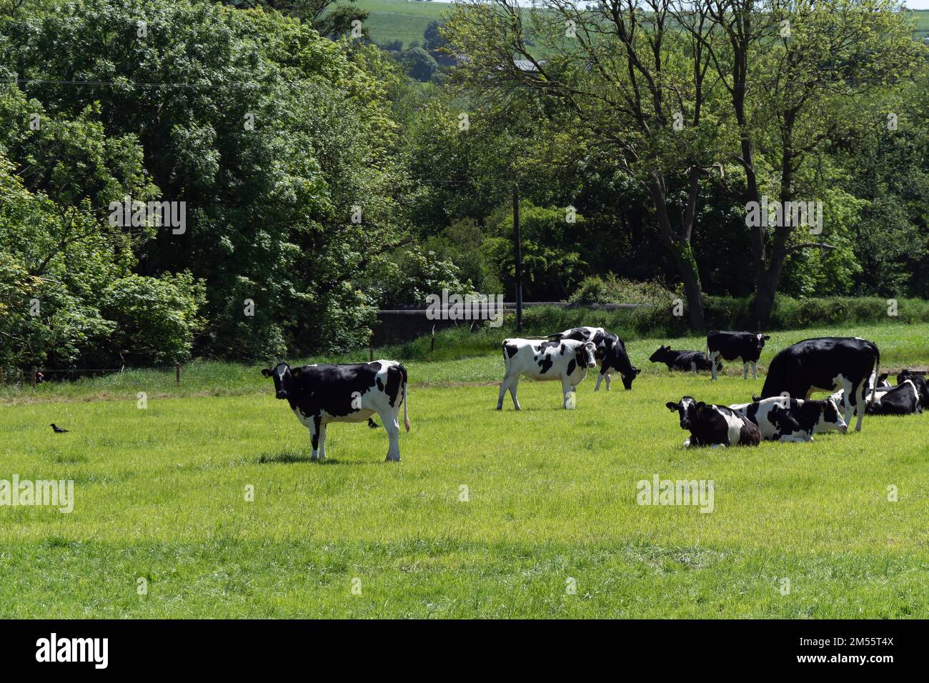 Diverse giovani giovenche bianche e nere su un pascolo verde in una soleggiata giornata primaverile. Mucche di fattoria sul pascolo libero. Paesaggio agricolo. Vacca bianca e nera Foto Stock