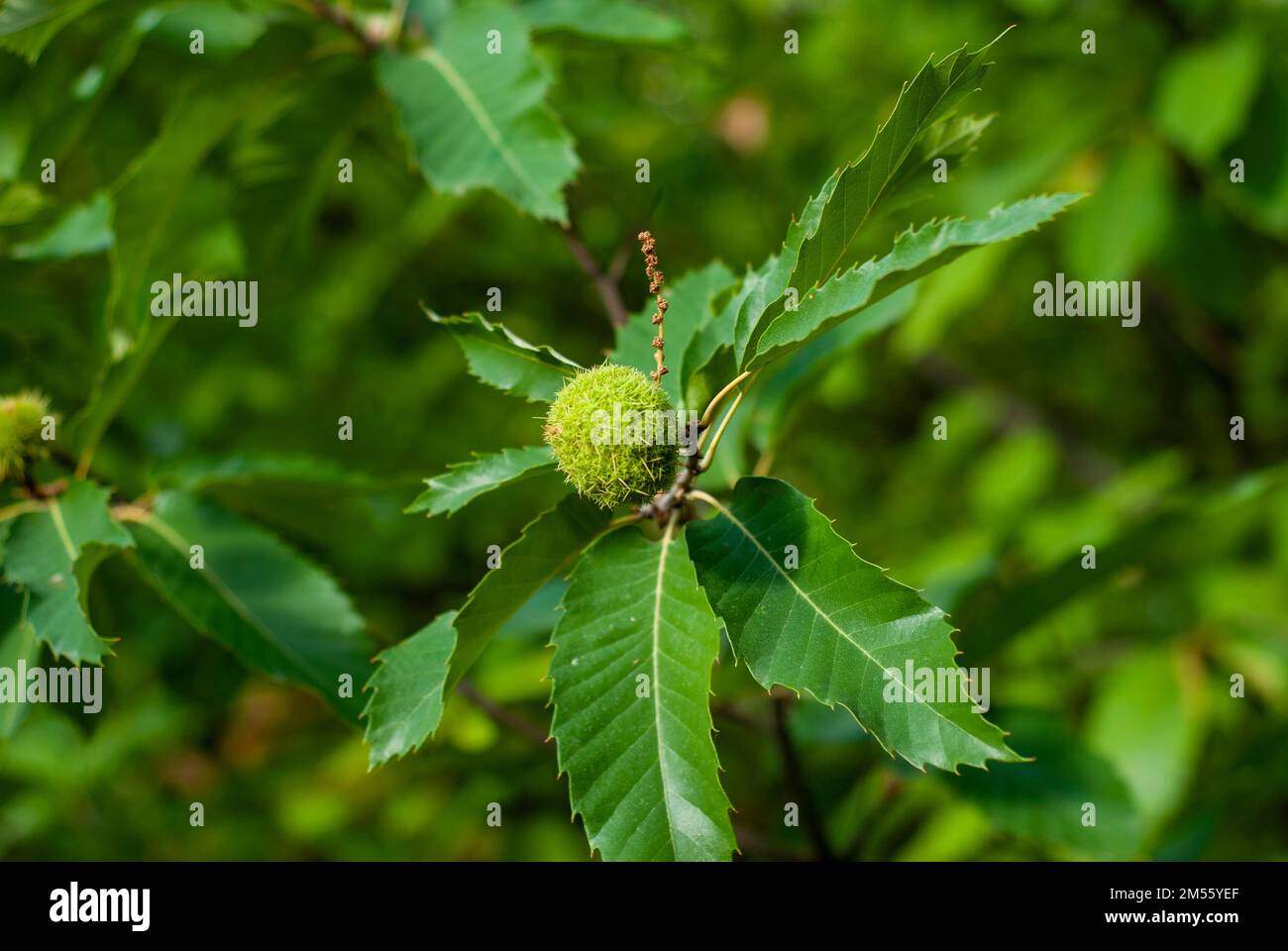 Riccio di castagno verde chiuso su albero con foglie verdi in tarda estate Foto Stock
