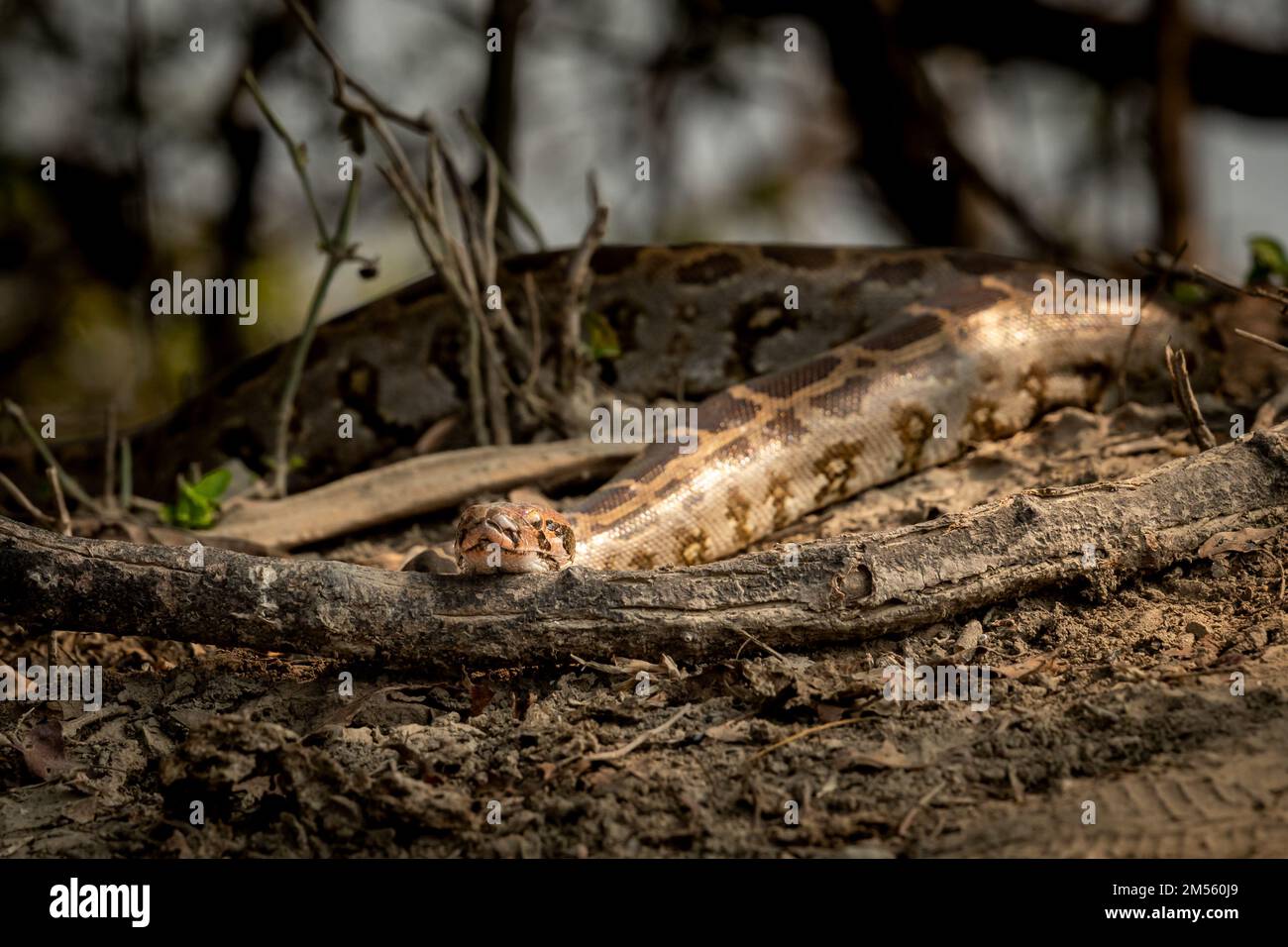Python molurus o pitone rock indiano che si crogiolano alla luce del sole durante gli inverni al keoladeo National Park o bharatpur santuario rajasthan india Foto Stock