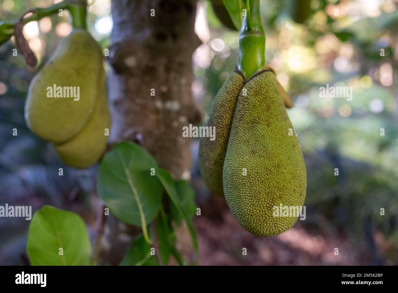 Jackfruit all'ombra dell'albero di jackfruit. Frutto verde di Artocarpus eterofillus Foto Stock