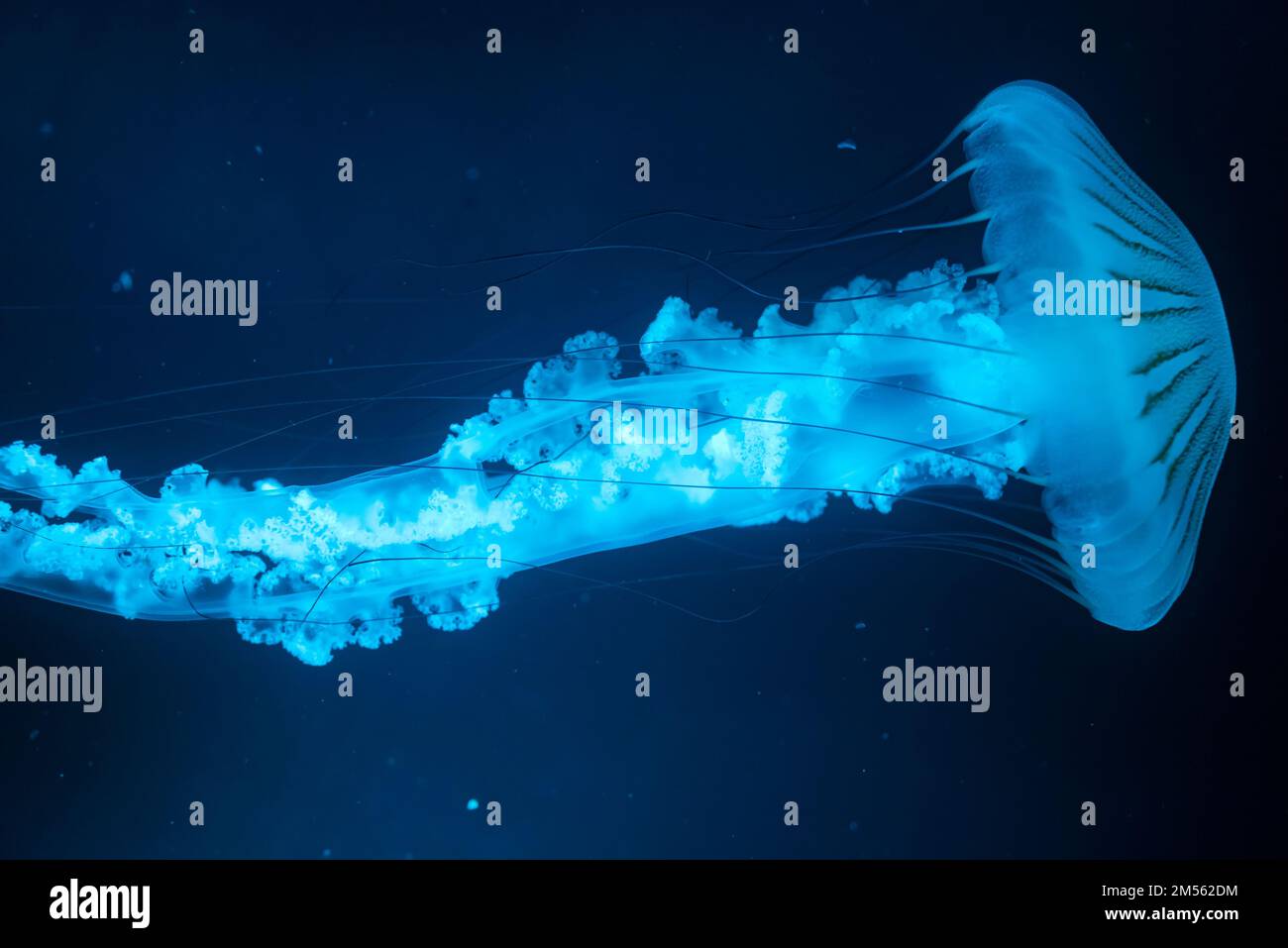 La maggior parte delle meduse sfocate su sfondo blu scuro Foto Stock