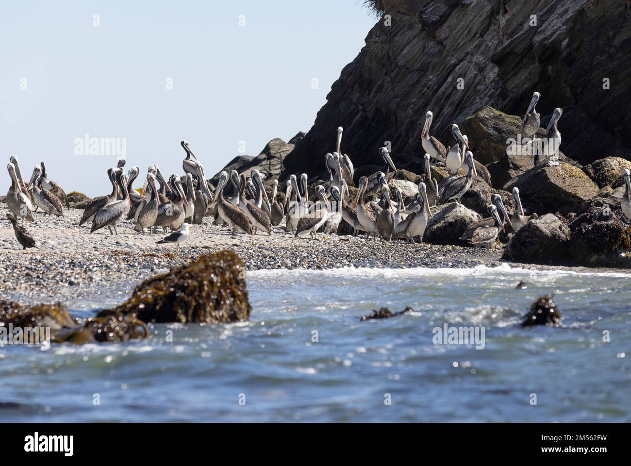 Pellicani sulle rocce alla spiaggia di Isla Maiquillahue vicino a Valdivia, Cile Foto Stock