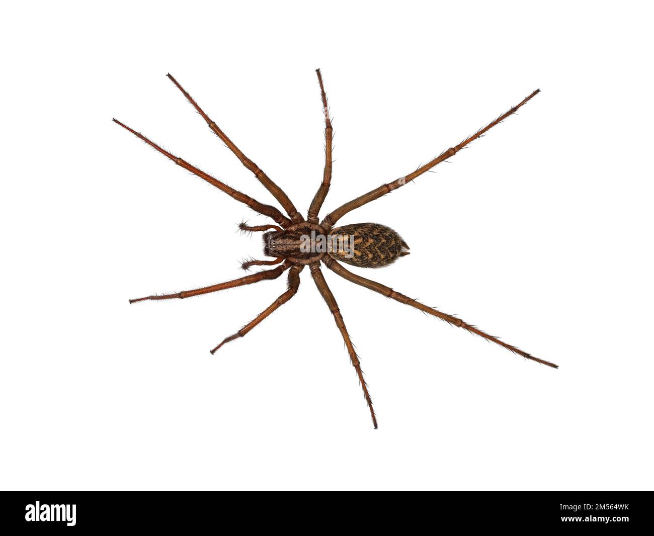 casa domestica ragno o fienile imbuto tessitore, tegenaria domestica, isolato su sfondo bianco, vista dall'alto Foto Stock