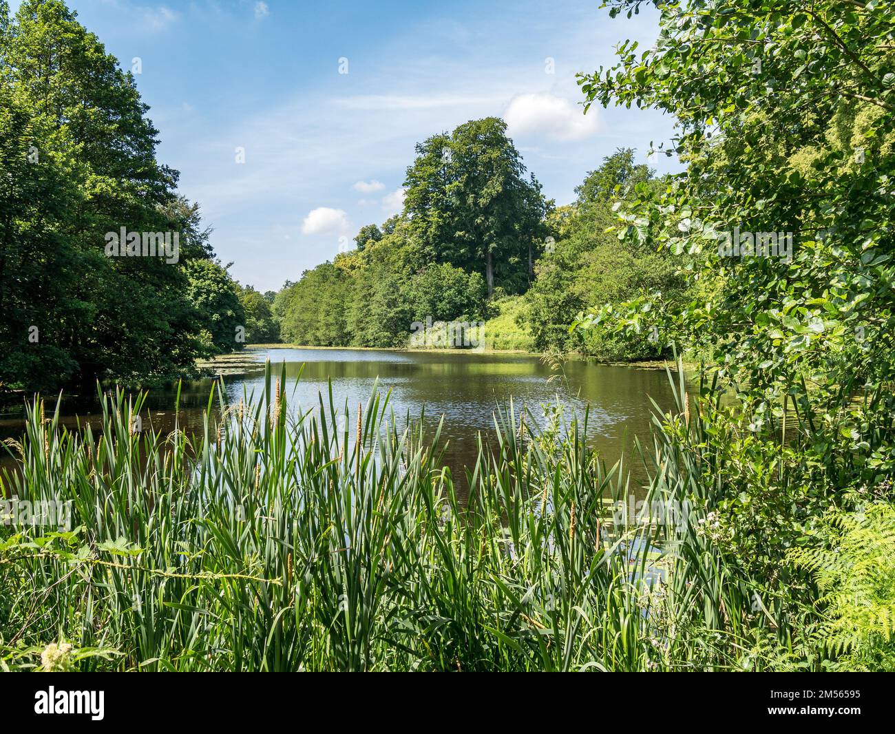 Lago Mere Pond con canne d'acqua e boschi come visto dalla National Forest / Cross Britain Way, Calke Abbey Estate, Tickall, Derbyshire, Inghilterra, REGNO UNITO. Foto Stock