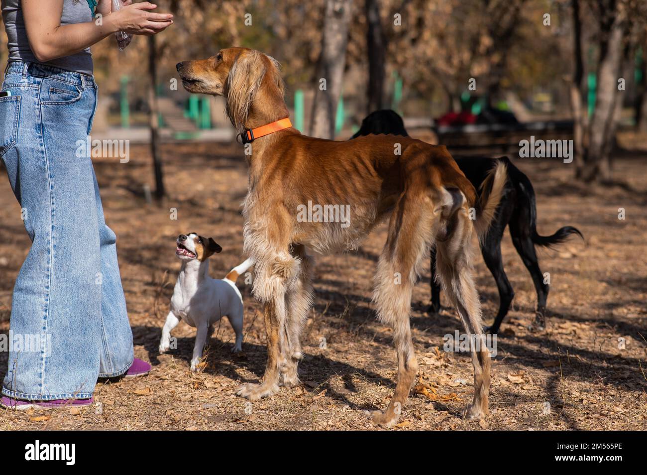 Tazy. Donna caucasica che cammina con levriero medio asiatico e jack russell terrier cane in autunno. Foto Stock