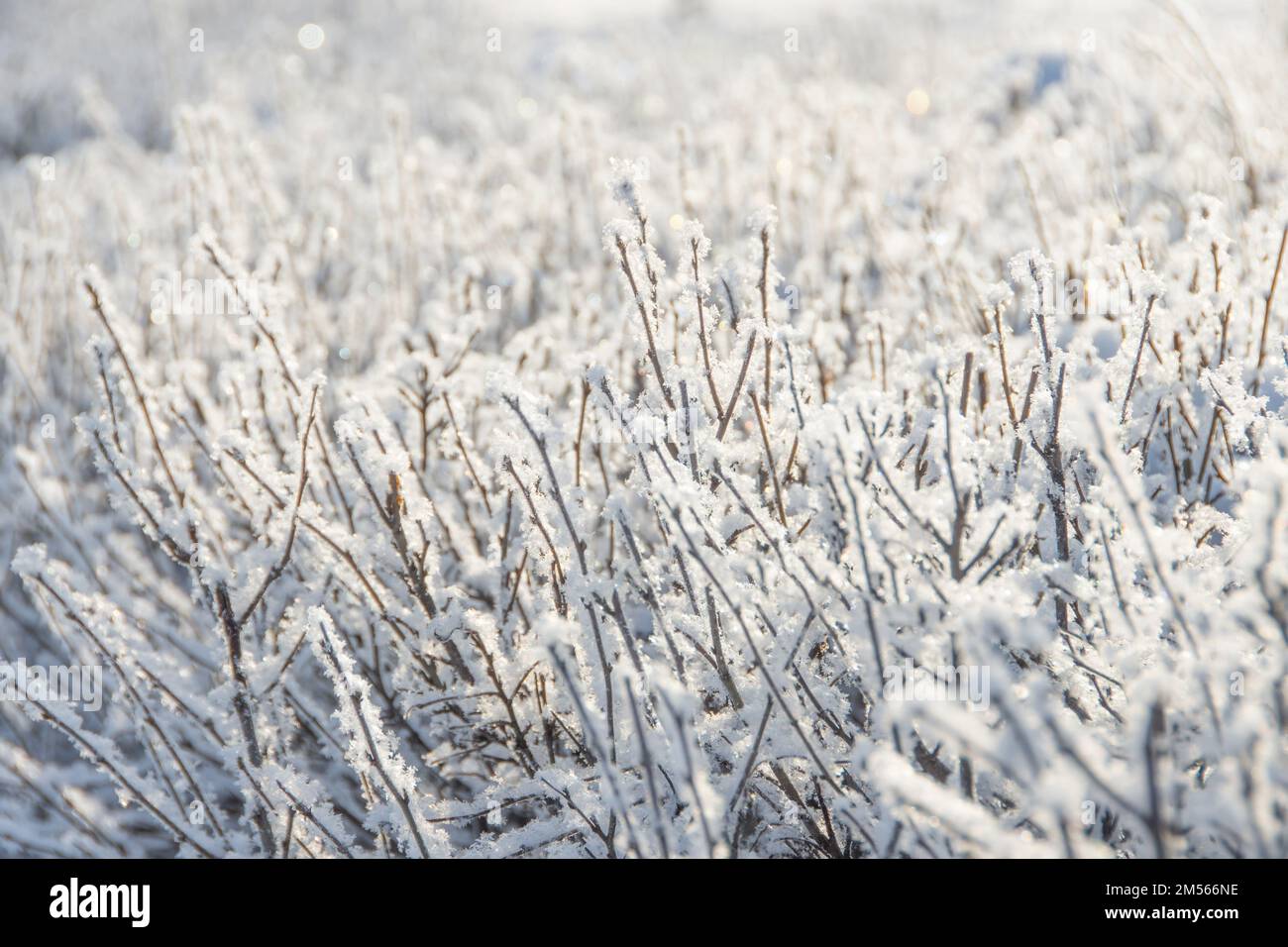 Neve e riso ghiaccio sui rami di cespugli. Splendido sfondo invernale con ramoscelli ricoperti di brina. Le piante nel parco sono coperte di buca f Foto Stock