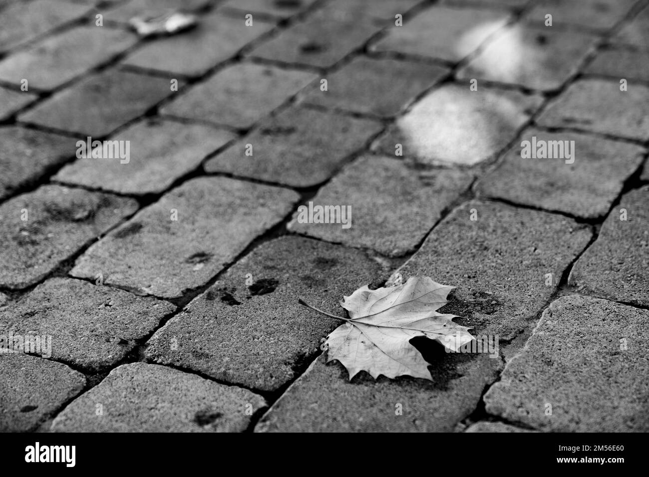 Foglia sul pavimento in bianco e nero Foto Stock
