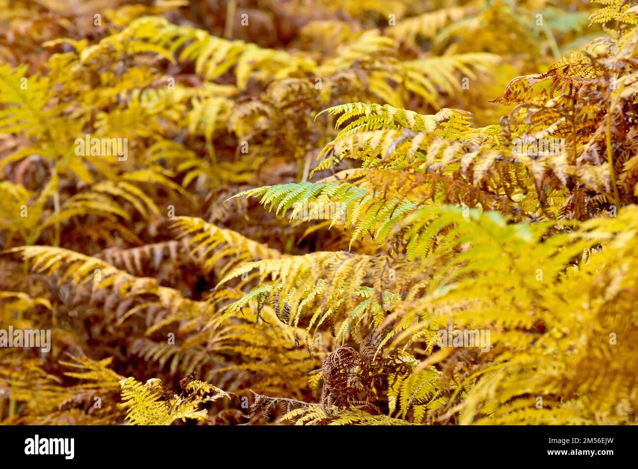 Bracken (pteridium aquilinum), primo piano della comune felce decidua nei colori autunnali giallo e marrone. Foto Stock