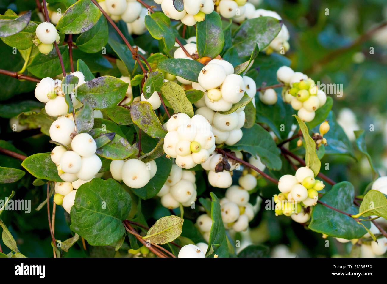 Snowberry (symphoricarpos rivularis), primo piano che mostra i grappoli di bacche bianche che l'arbusto comunemente piantato produce durante l'autunno. Foto Stock