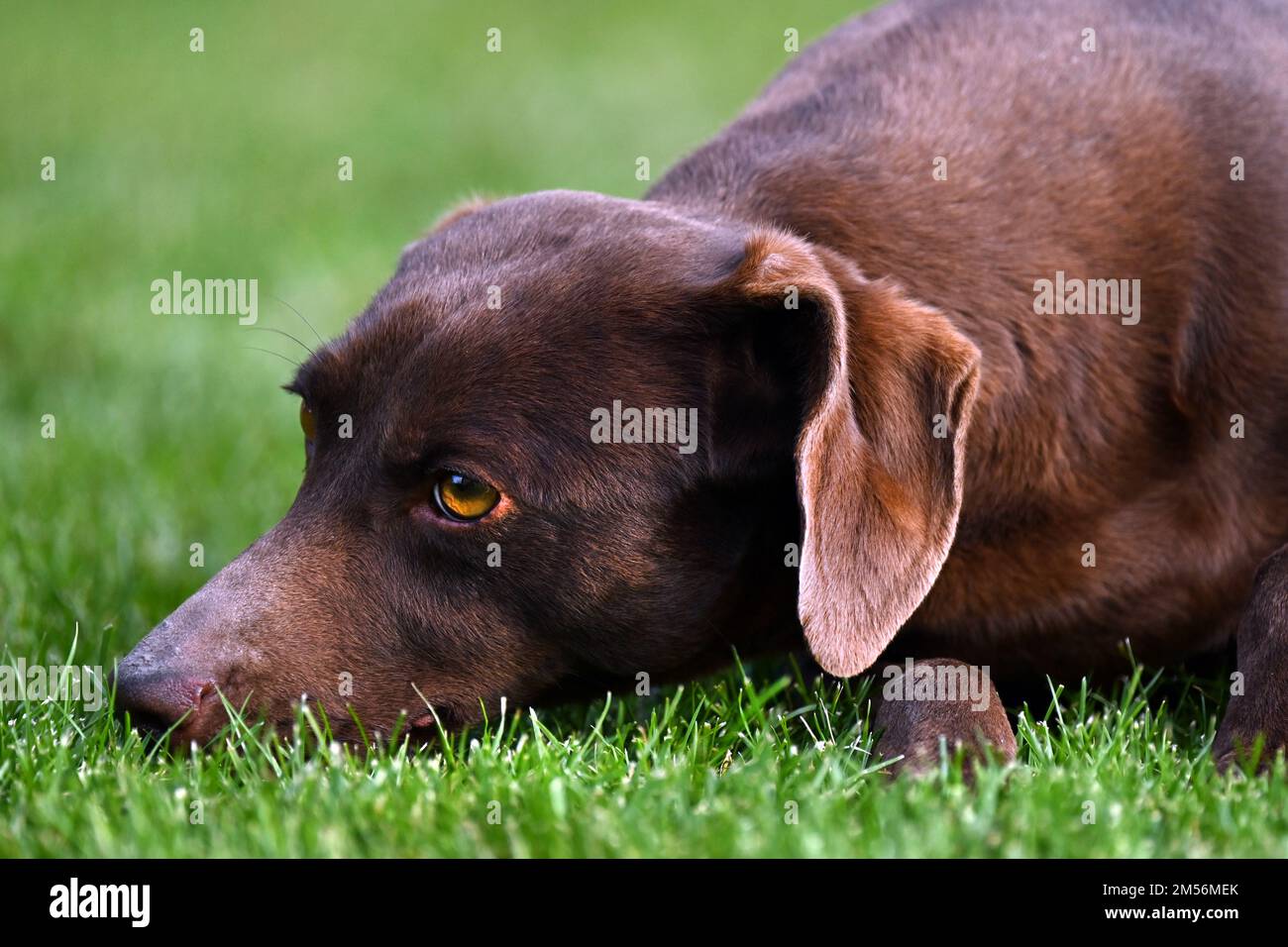 Primo piano di un cane bruno disteso sull'erba con un'espressione attenta Foto Stock