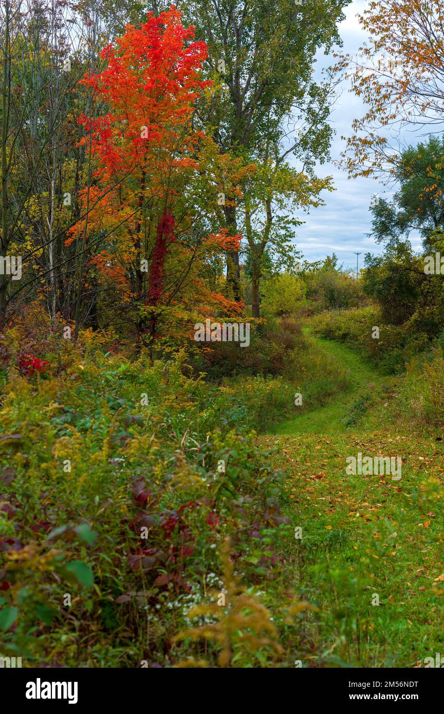 Tortuoso percorso escursionistico attraverso il bosco del Michigan durante la stagione dei colori autunnali Foto Stock