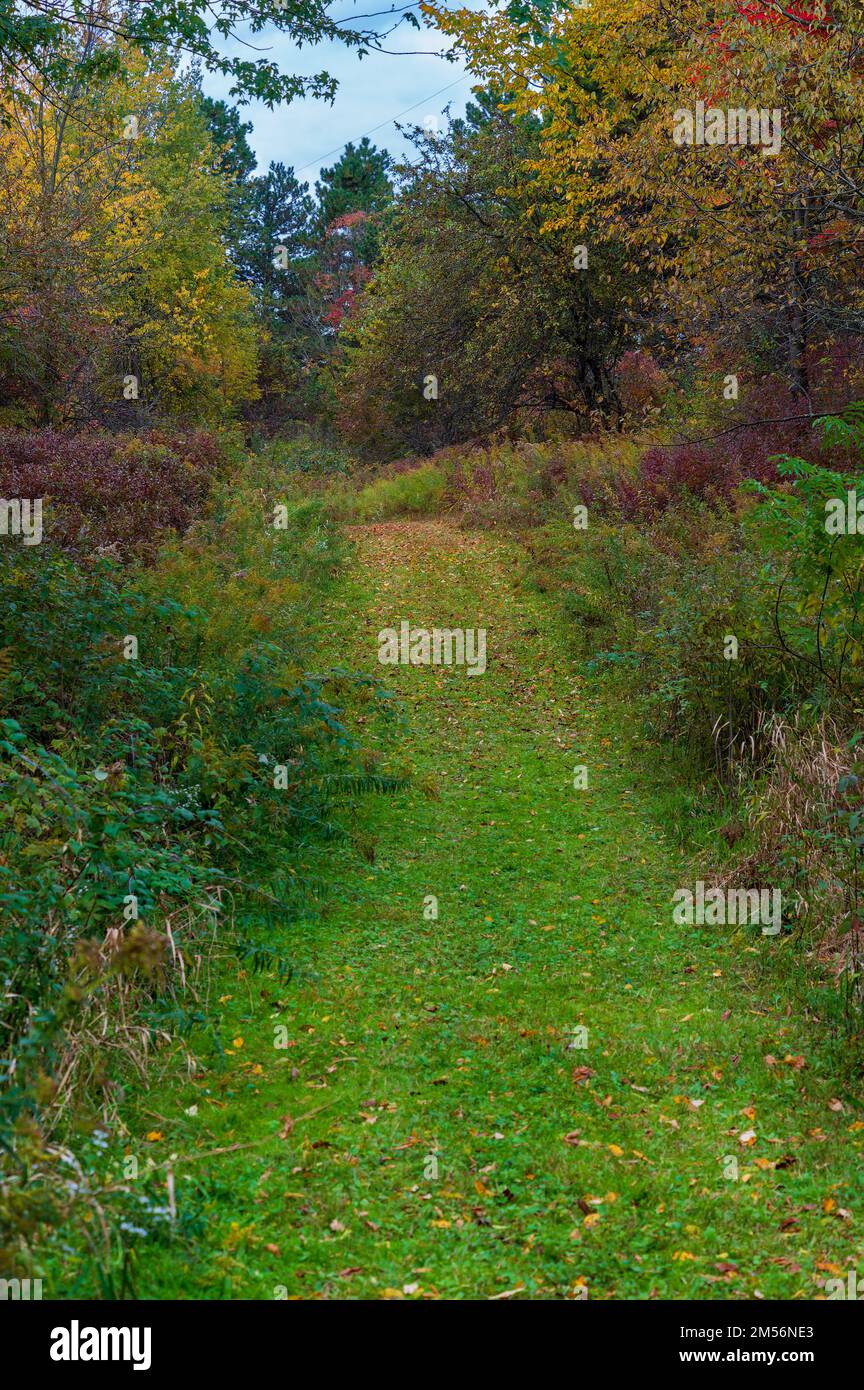 Sentiero dritto attraverso il bosco del Michigan durante la stagione autunnale dei colori Foto Stock