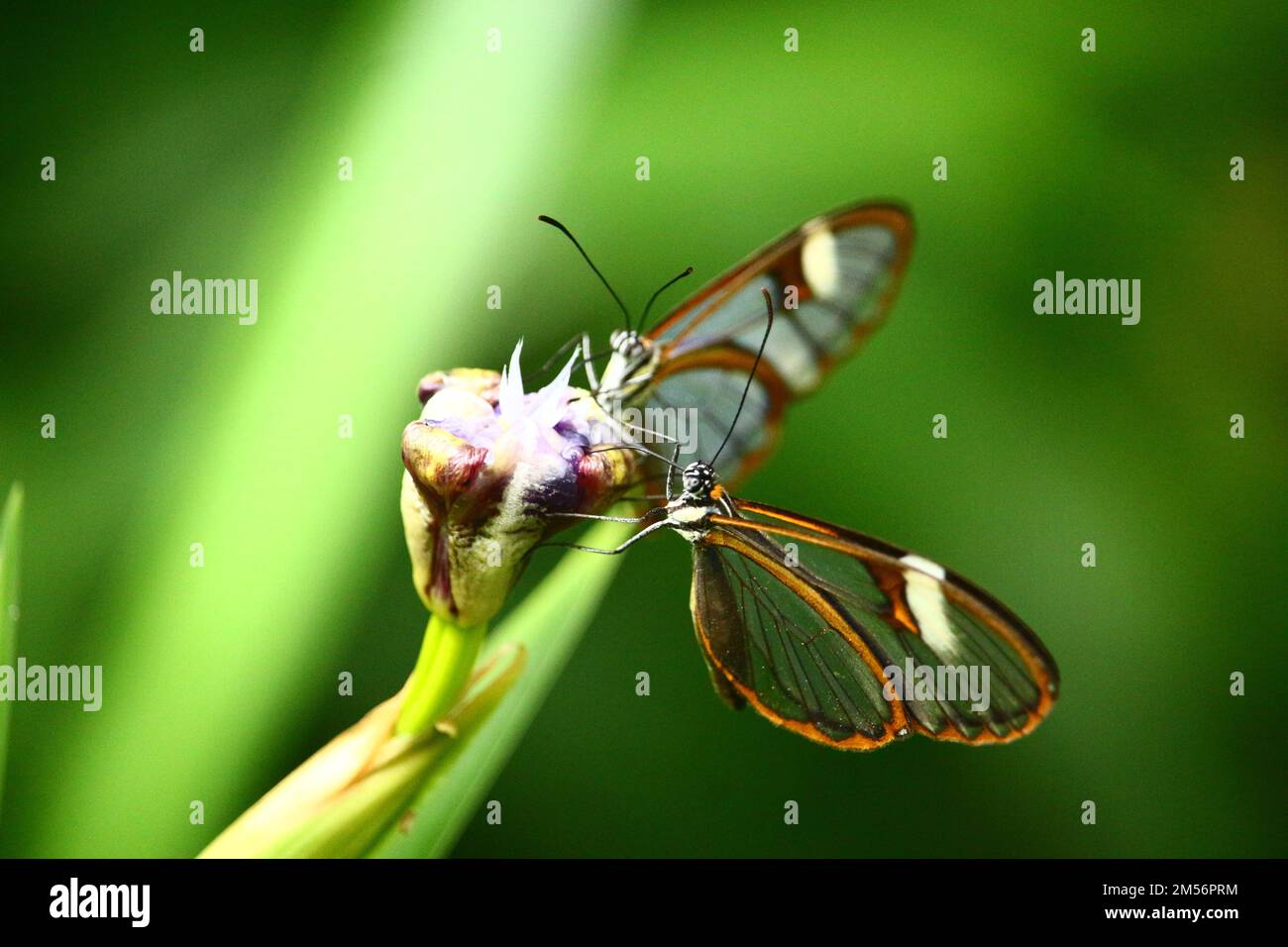 Un macro scatto di due farfalle Glasswing seduti su una pianta su uno sfondo isolato Foto Stock