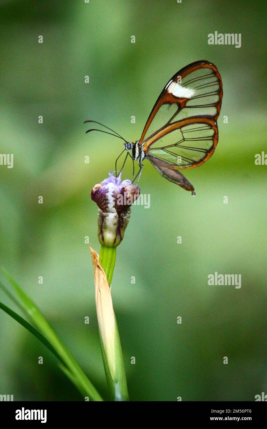 Macro shot verticale di una farfalla Glasswing seduta su una pianta su uno sfondo isolato Foto Stock