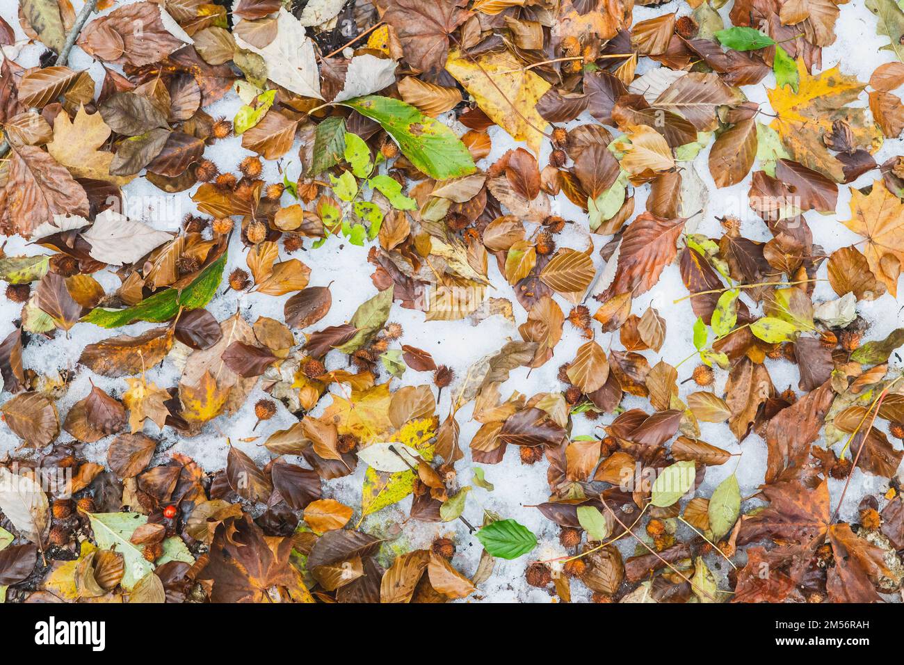 Sfondo naturale. Caduta autunno foglie nella neve Foto Stock