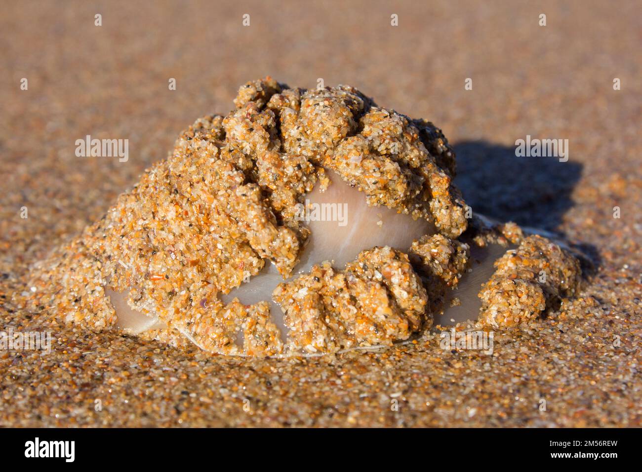 La lumaca della Luna di Ince coperta di sabbia mentre viaggia su una spiaggia.Polinices incei Bargara Australia Foto Stock