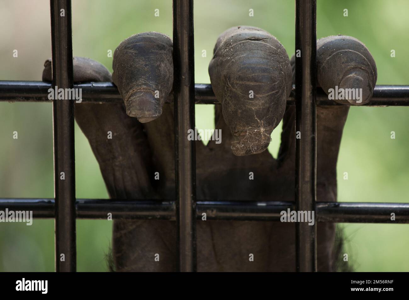 La mano di uno scimpanzé di cavitives afferra la maglia di esso è cage.Pan troglodytes Rockhampton Australia Foto Stock