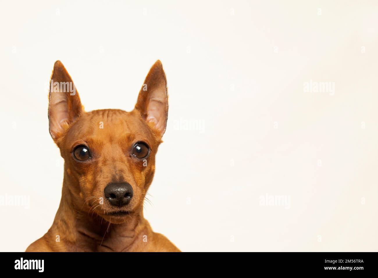 La museruola marrone del cane guarda nella telecamera su uno sfondo chiaro. Ritratto di un cane attento e focalizzato su sfondo bianco. Un animale domestico purosangue. Foto Stock