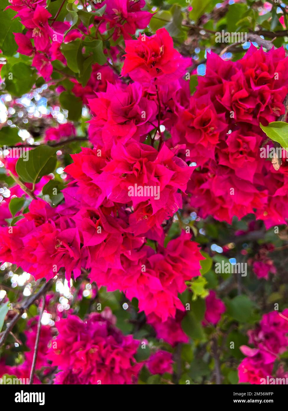 Vitigno bouganville rosa con fiori in fiore a Oaxaca, Mexcio Foto Stock