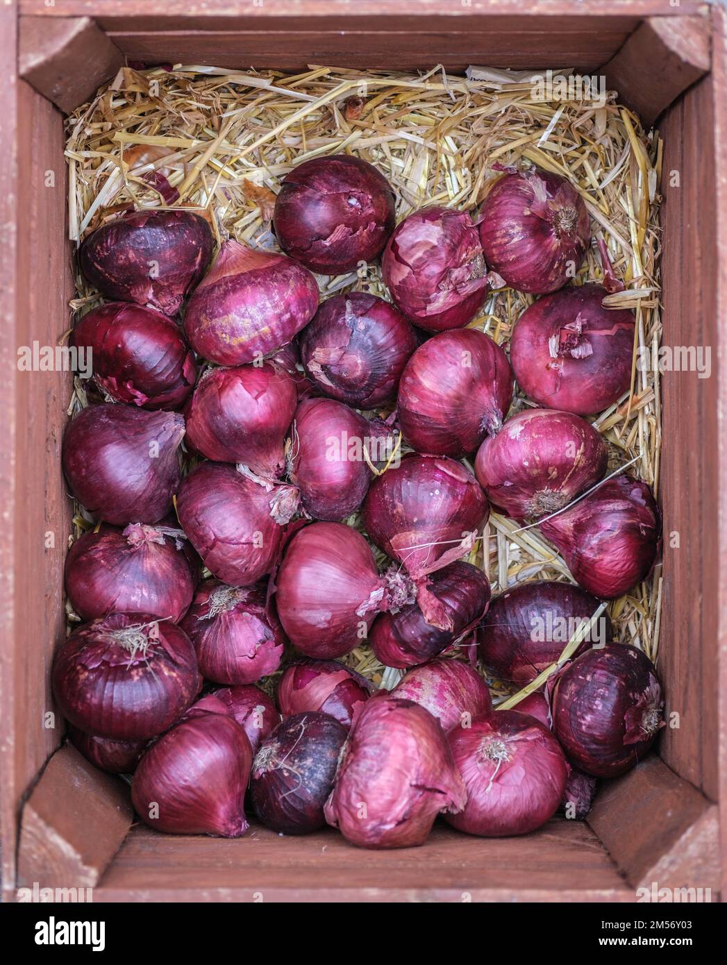 Una scatola di cipolle rosse biologiche ad Un mercato Foto Stock