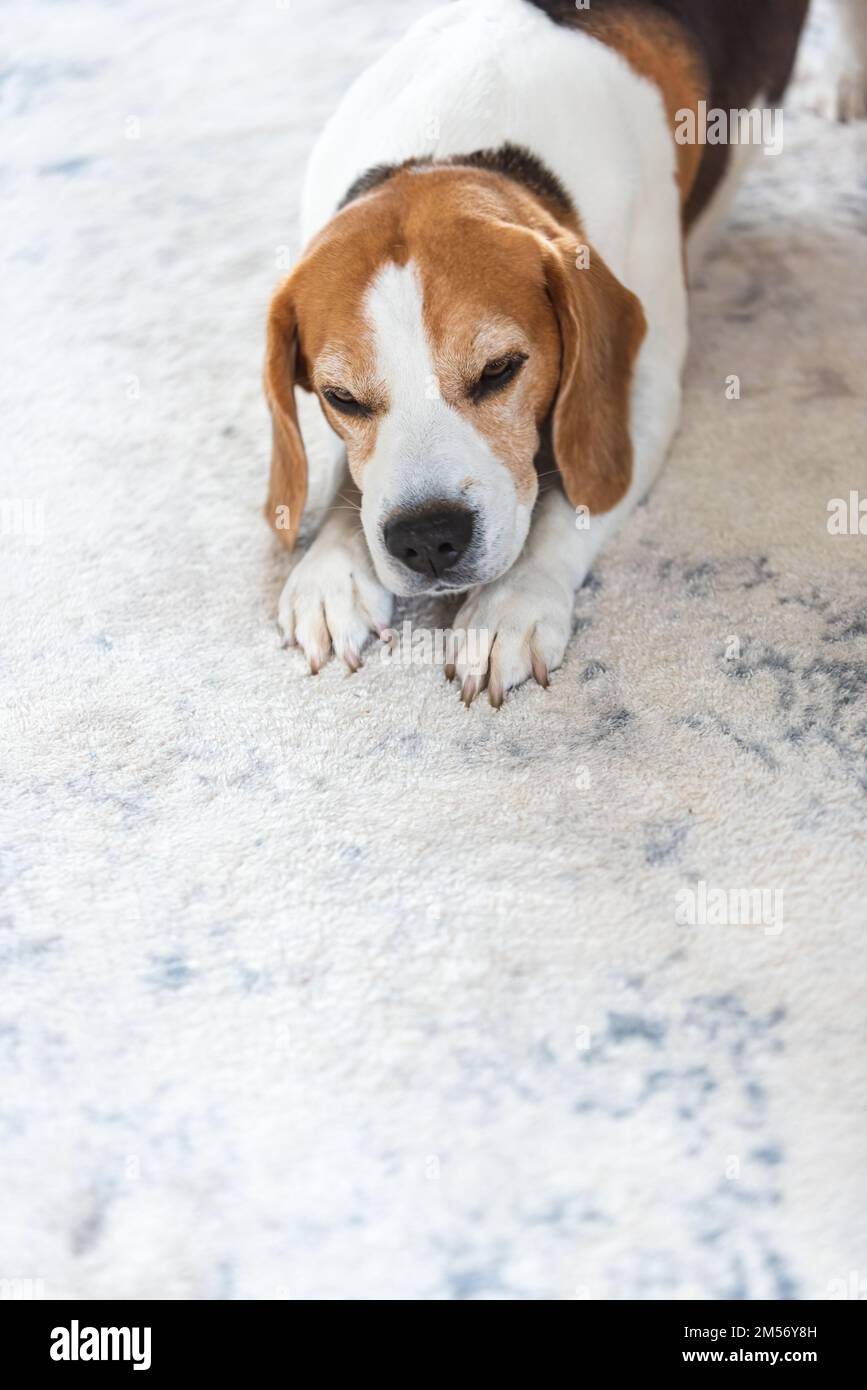 Cane triste e preoccupato sdraiato su un pavimento di moquette all'interno Foto Stock