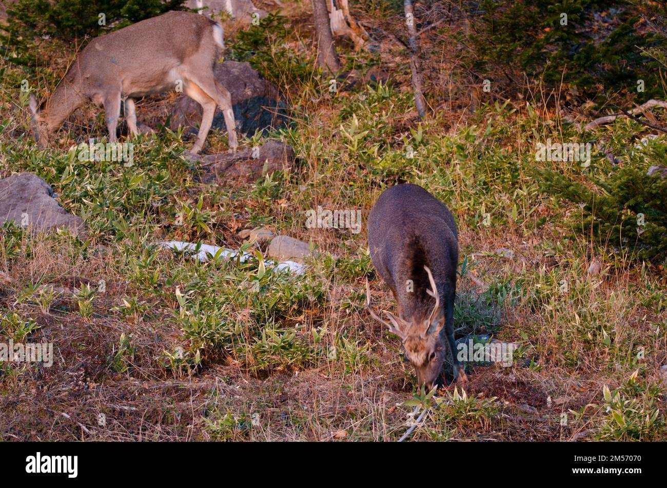 Coppia di cervi sika Cervus nippon yesoensis al pascolo. Parco Nazionale di Shiretoko. Penisola di Shiretoko. Hokkaido. Giappone. Foto Stock