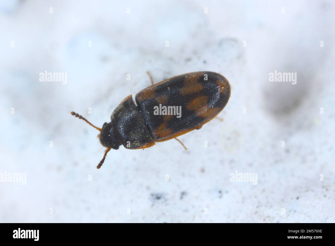 LITargus connexus a parete, primo piano estremo con elevato ingrandimento. Foto Stock