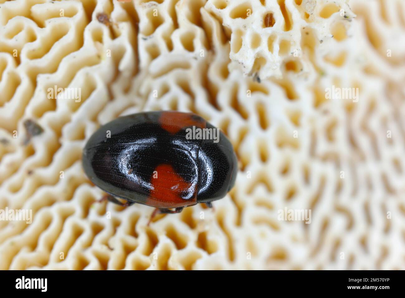 Piacevole, Erotylid fungo scarabeo (Tritoma bipustulata), imago. Foto Stock
