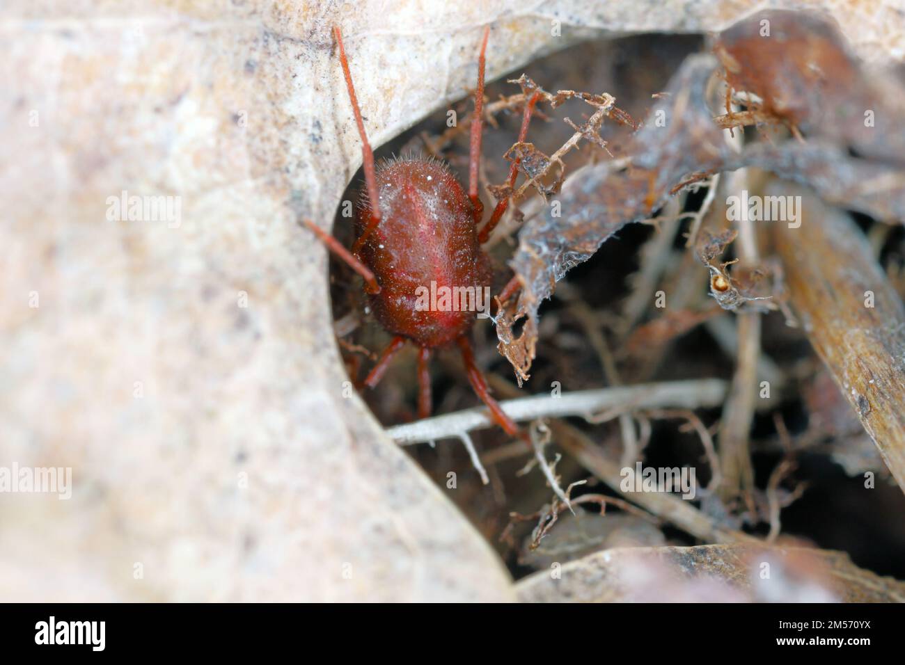 Erythraeus sp., famiglia Erythraeidae, acari predatori in cerca di preda nella lettiera forestale. Foto Stock