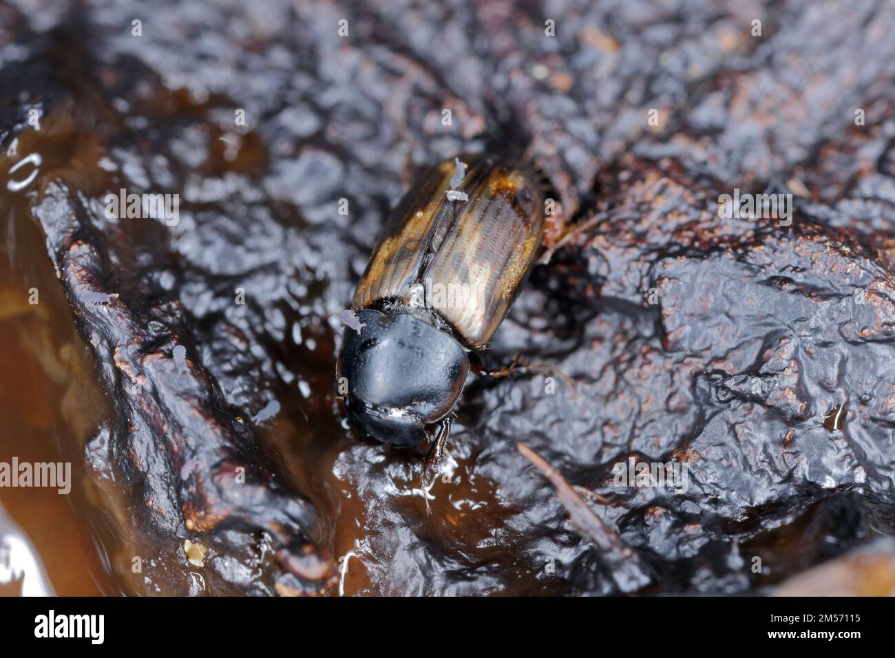 Aphodius erraticus dung beetle. Insetto nella famiglia Scarabaeidae, comunemente trovato in pipistrelli di mucca. Foto Stock