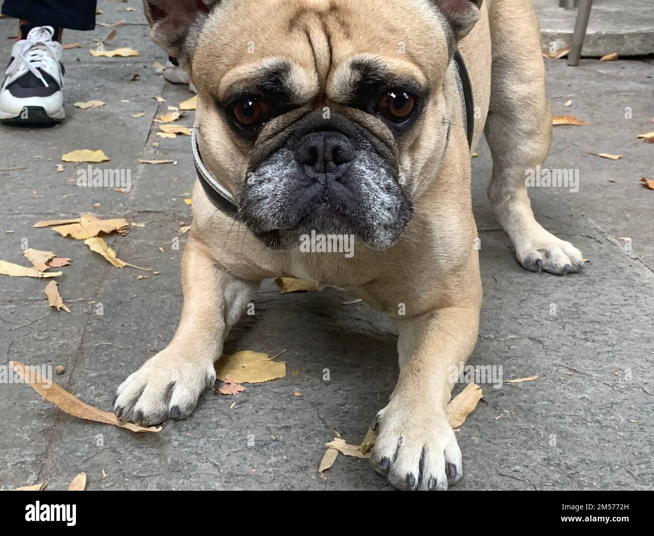 Ritratto di un trista cane di razza bulldog francese Foto Stock