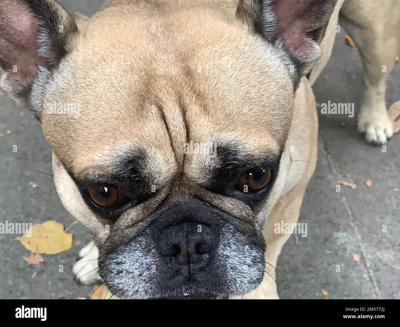 Ritratto di un trista cane di razza bulldog francese Foto Stock