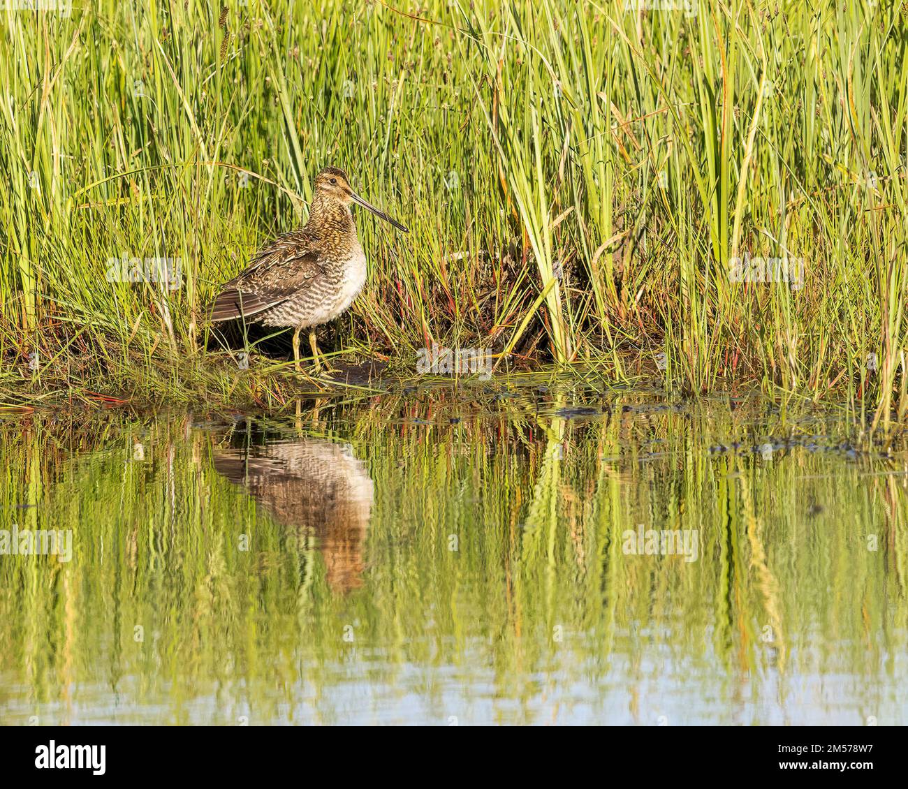 Un'elusiva Snipe di Wilson si riflette nell'acqua di un laghetto di castori, il Wyoming. Foto Stock