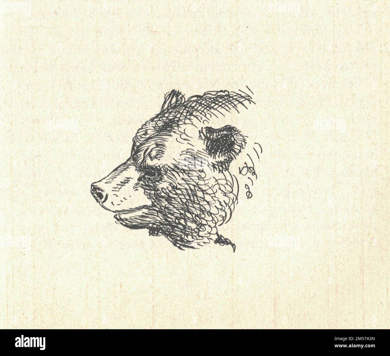 La testa di un orso. Vecchia illustrazione in bianco e nero. Disegno vintage. Illustrazione di Zdenek Burian. Zdenek Michael Frantisek Burian (Koprivnice, 11 febbraio 1905 – Praga, 1 luglio 1981 – Cecoslovacchia) è stato un . Originariamente riconosciuta solo nella sua Cecoslovacchia nativa, la fama di Burian si diffuse successivamente ad un pubblico internazionale durante una carriera notevole che si estende per sei decenni (1930s-1980s). È considerato da molti come uno dei più influ Foto Stock