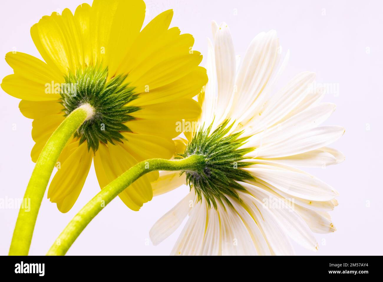 Immagine dei fiori di Gerbera con steli, colori vivaci e sfondo bianco Foto Stock