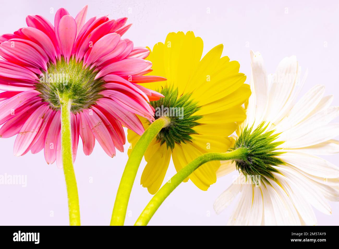 Immagine dei fiori di Gerbera con steli, colori vivaci e sfondo bianco Foto Stock